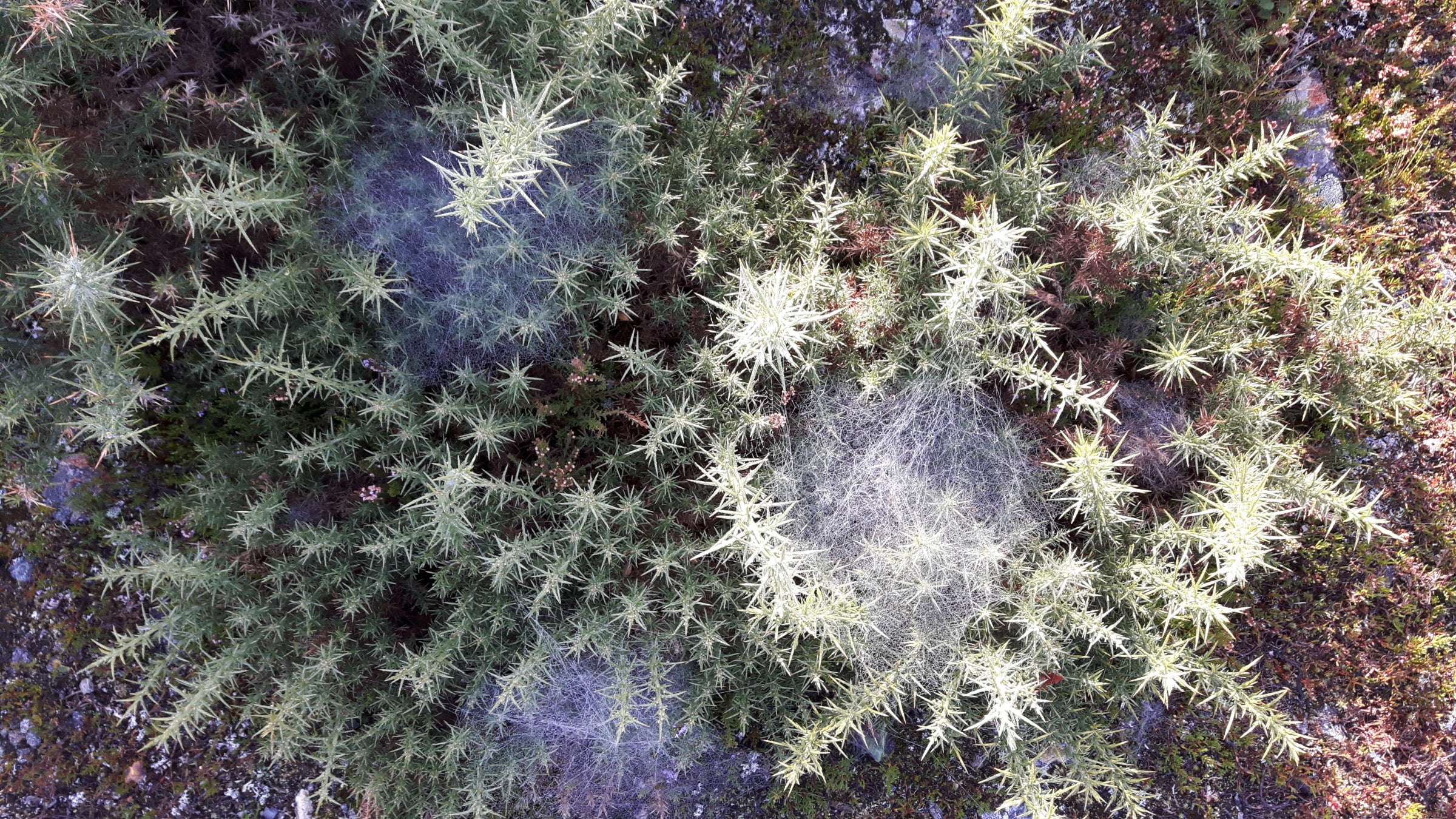 Des ajoncs recouverts de nombreuses toiles d’araignée, révélant les détails délicats du paysage couvert de rosée.
